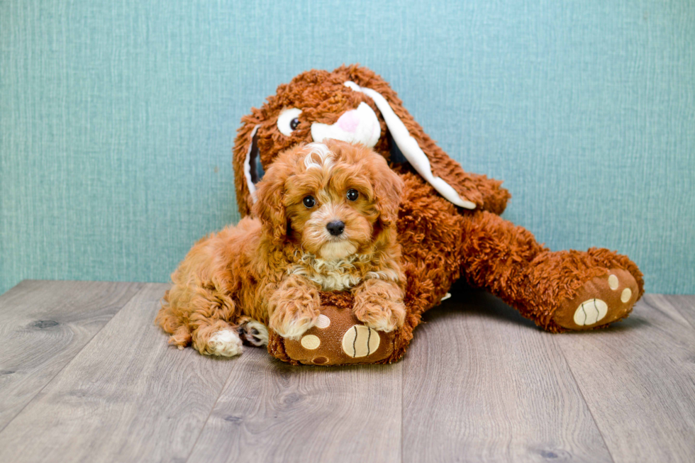 Small Cavapoo Baby