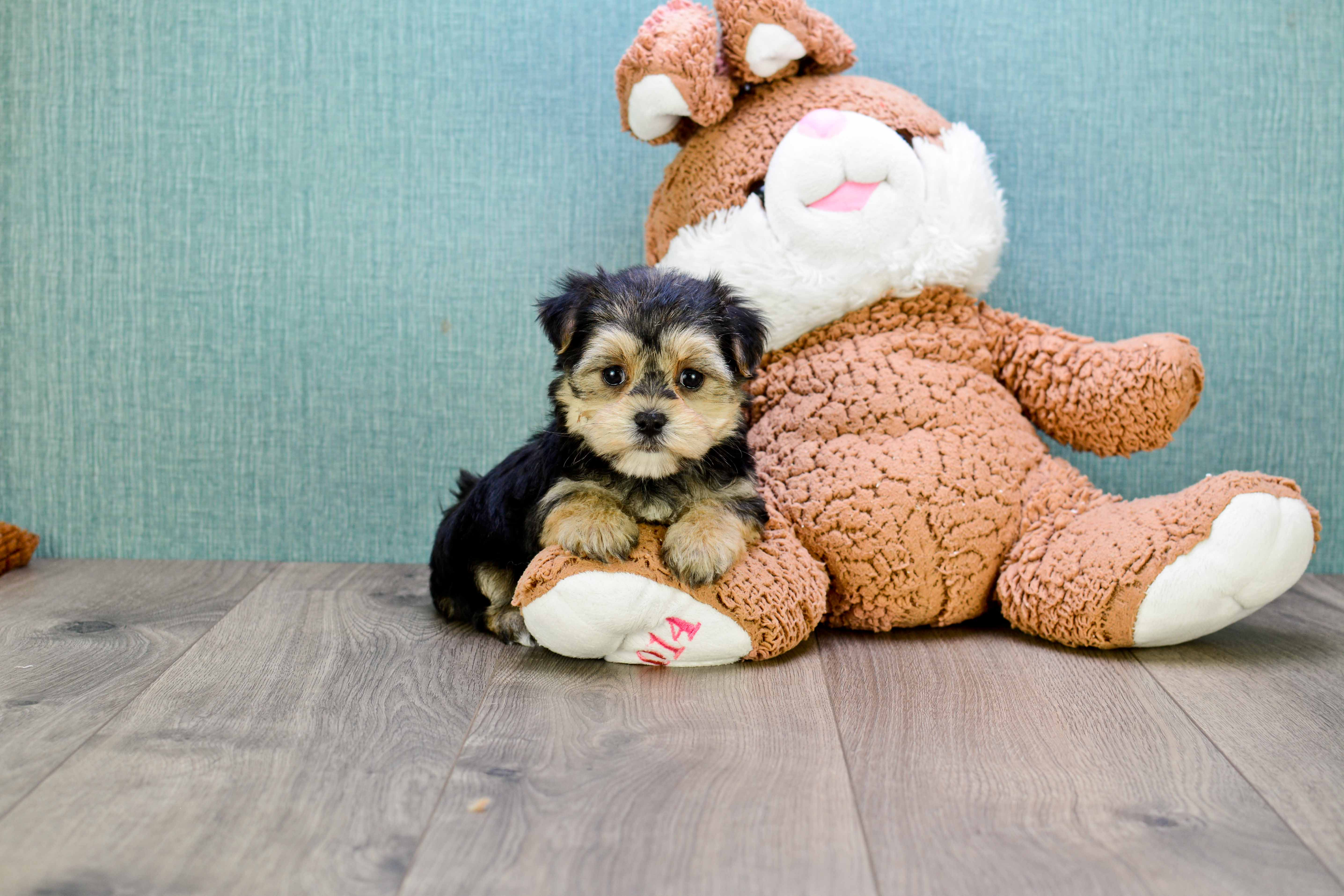 Best Morkie Baby