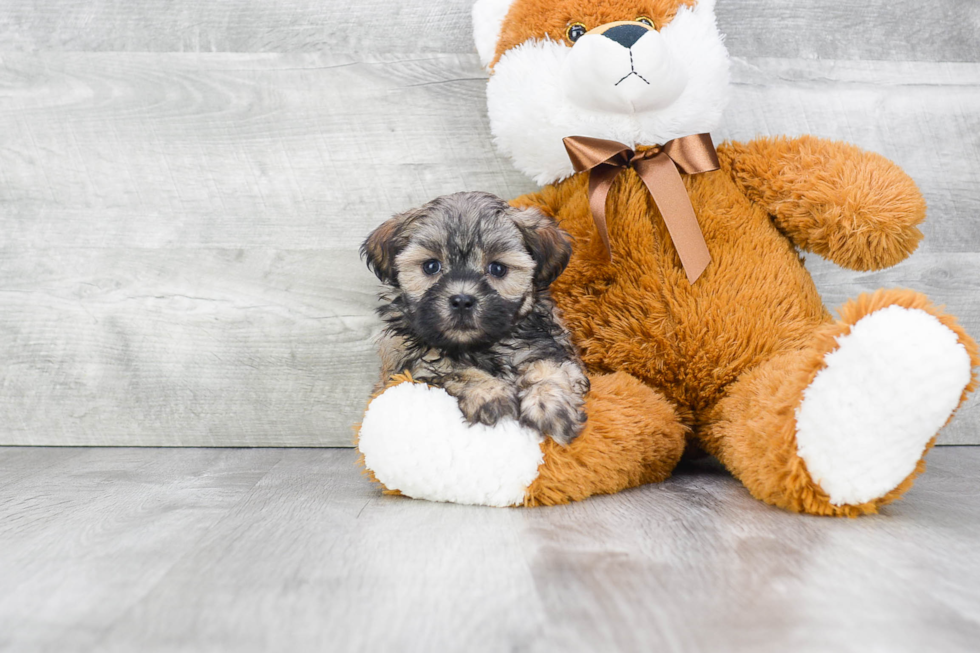 Teddy Bear Puppy for Adoption