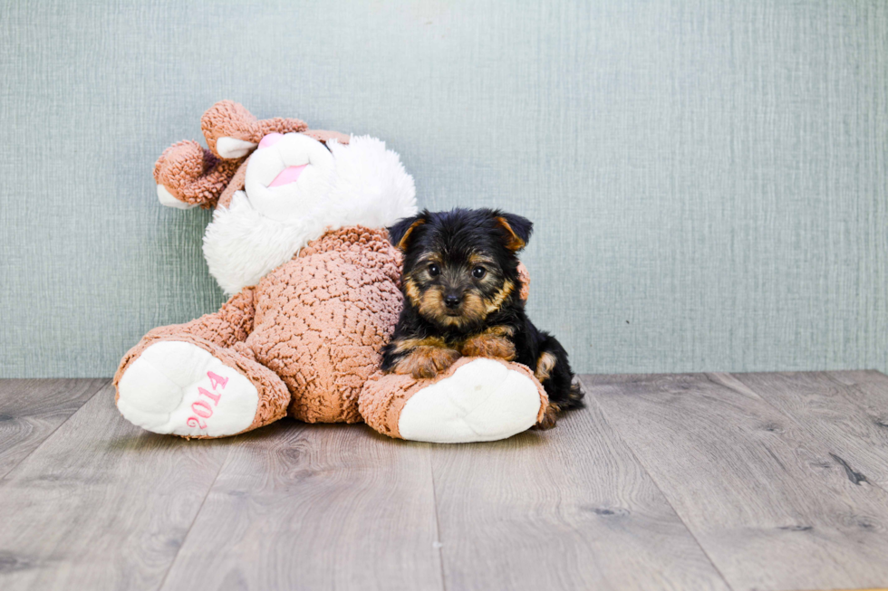 Meet Hope - our Yorkshire Terrier Puppy Photo 