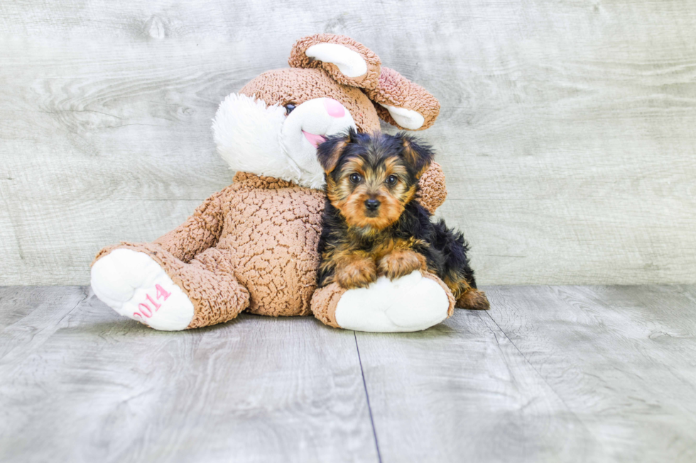 Meet Goldie - our Yorkshire Terrier Puppy Photo 