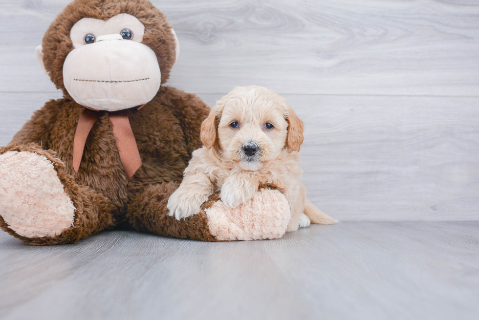 Best Mini Goldendoodle Baby