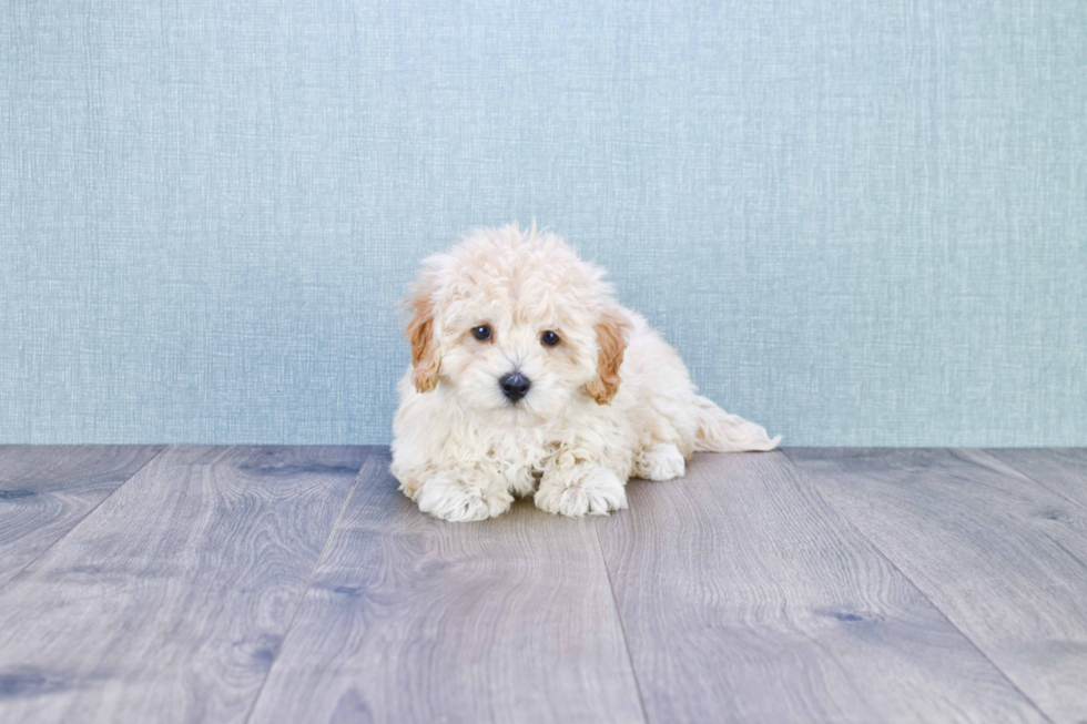 Maltipoo Pup Being Cute