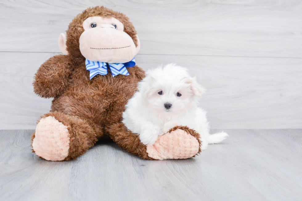 Maltese Pup Being Cute