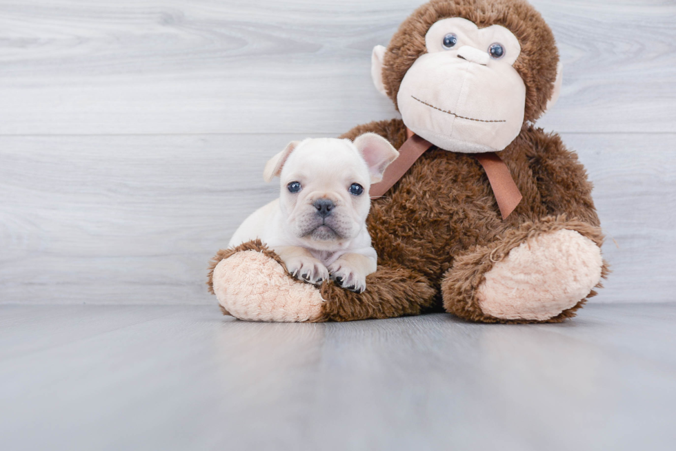 Playful French Bulldog Purebred Pup