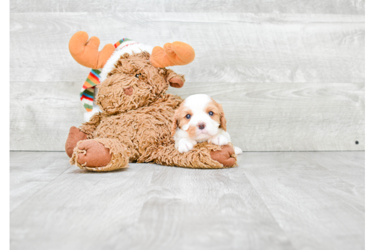 Best Cavalier King Charles Spaniel Baby