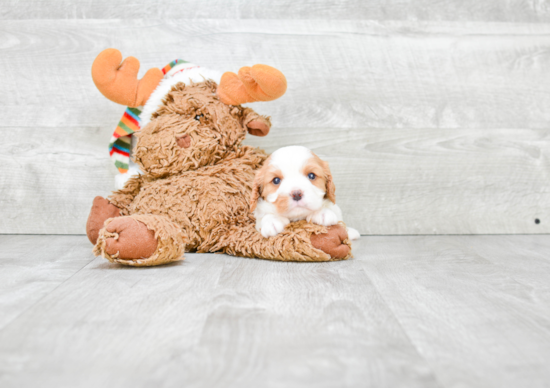 Best Cavalier King Charles Spaniel Baby