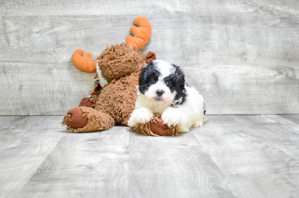 Popular Teddy Bear Designer Pup