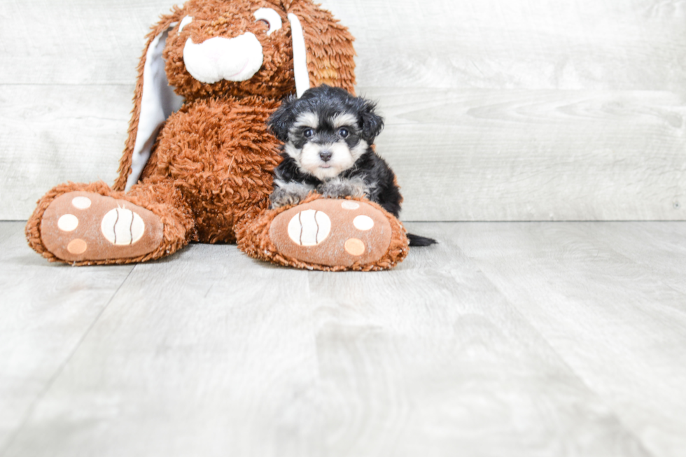 Best Maltipoo Baby