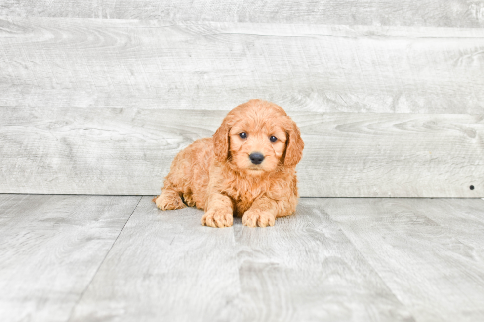 Best Mini Goldendoodle Baby