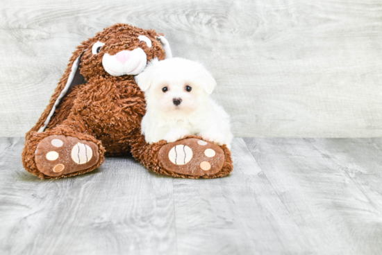 Maltese Pup Being Cute