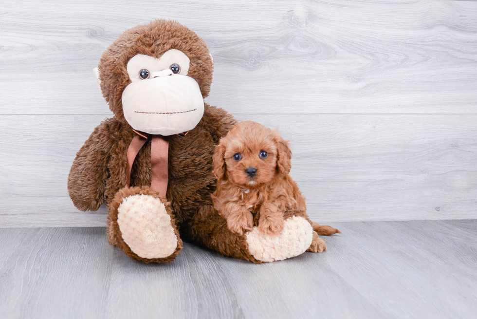 Cavapoo Puppy for Adoption