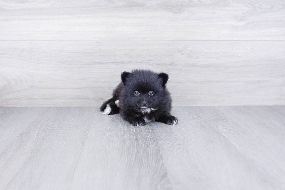 Best Pomeranian Baby