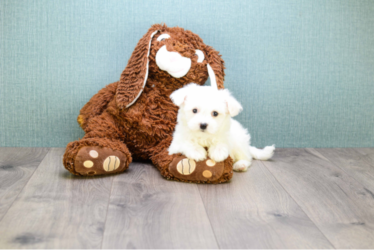 Adorable Maltepoo Poodle Mix Puppy