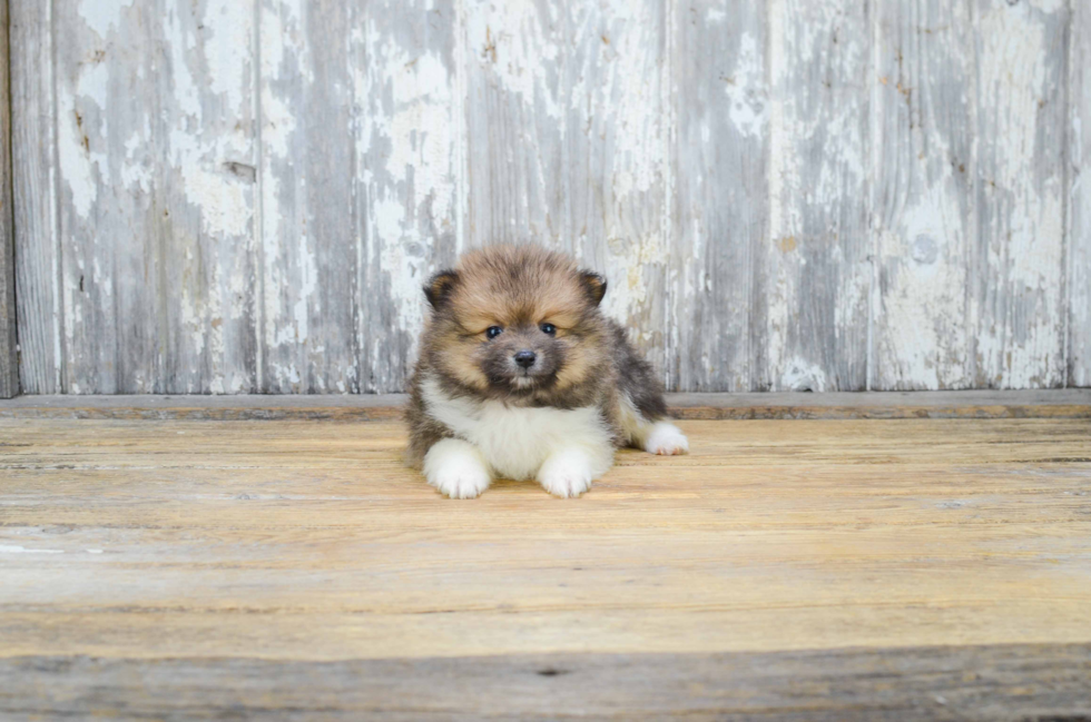 Smart Pomeranian Purebred Puppy