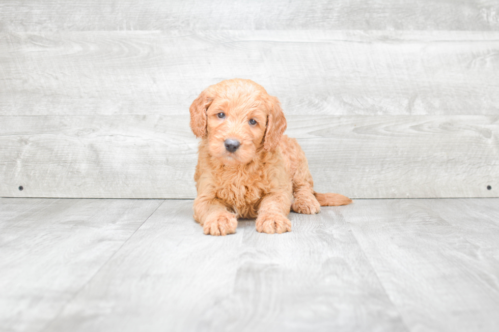 Popular Mini Goldendoodle Poodle Mix Pup