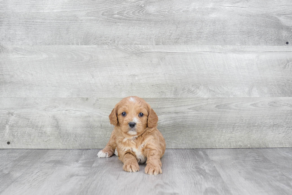 Best Cavapoo Baby