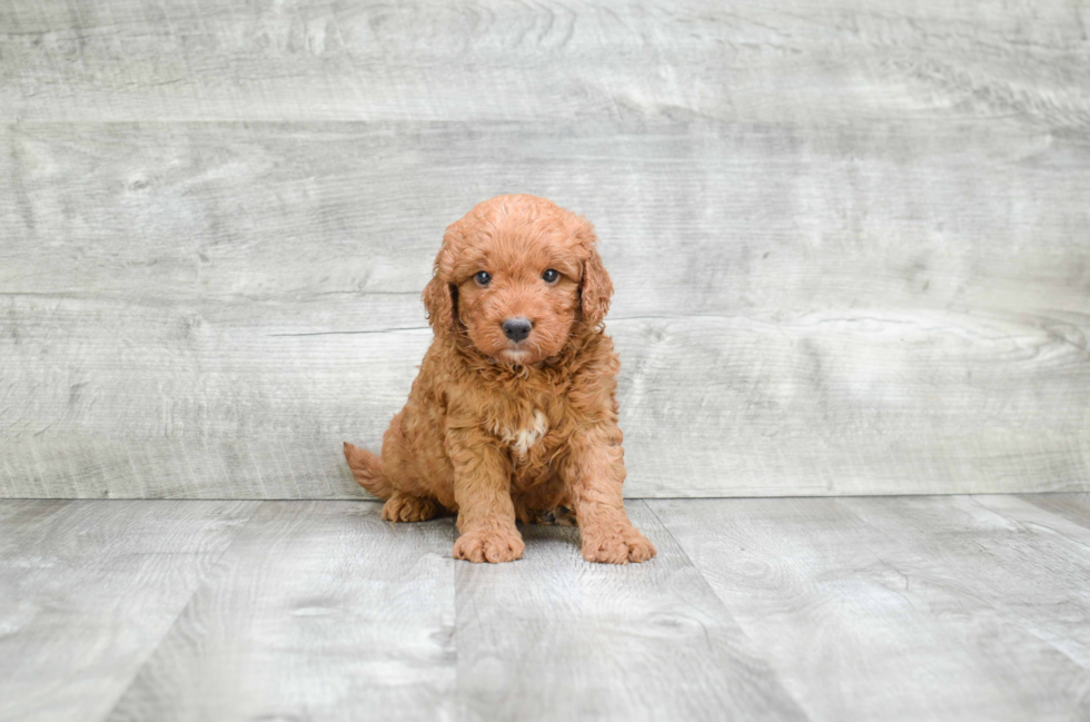 Popular Mini Goldendoodle Poodle Mix Pup