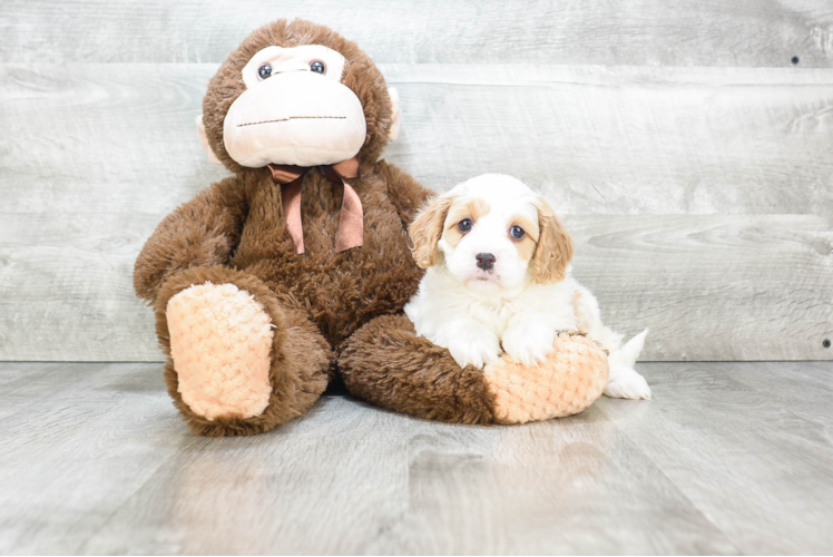 Petite Cavapoo Poodle Mix Pup