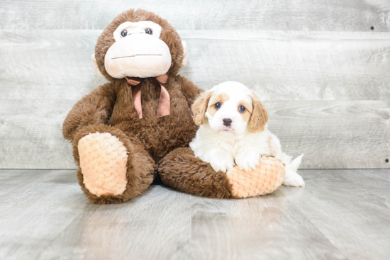 Petite Cavapoo Poodle Mix Pup