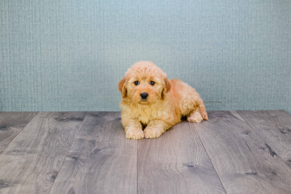 Best Mini Goldendoodle Baby