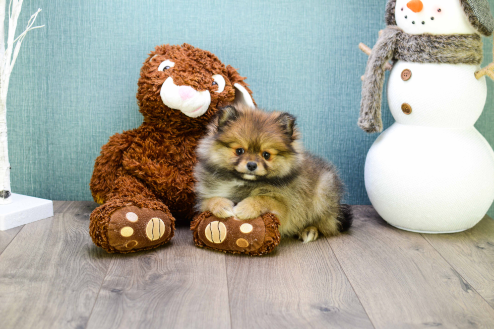 Funny Pomeranian Purebred Pup