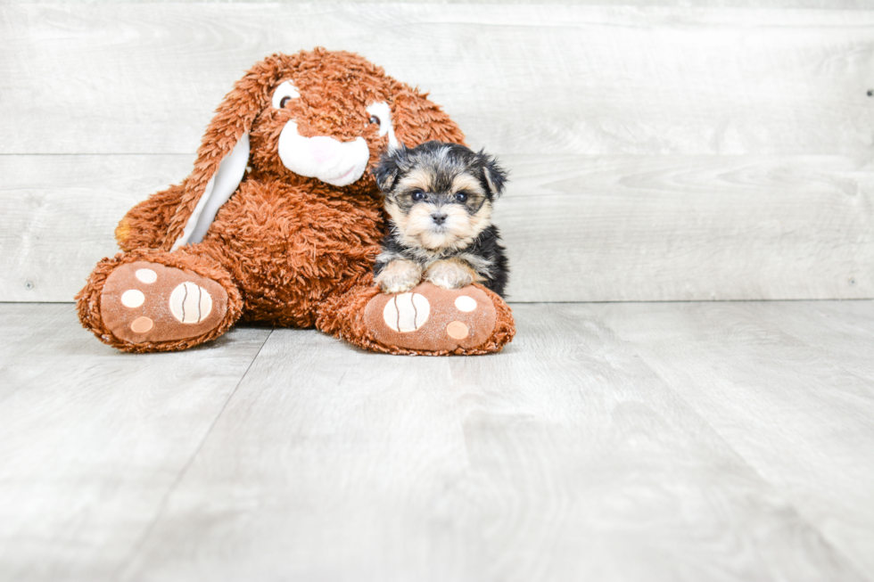 Cute Morkie Baby