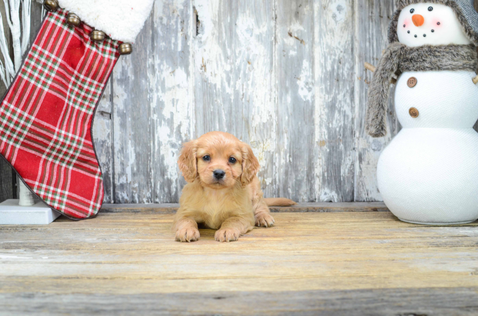 Cavapoo Pup Being Cute