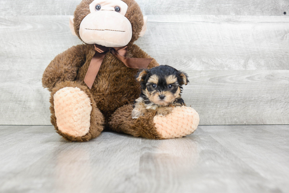 Fluffy Morkie Designer Pup