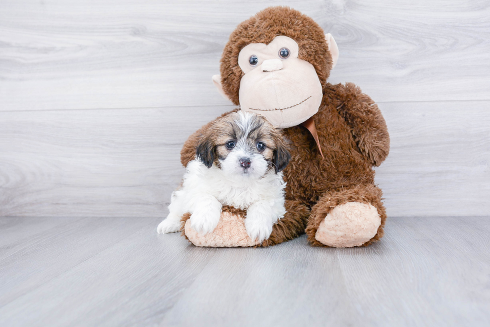 Teddy Bear Pup Being Cute