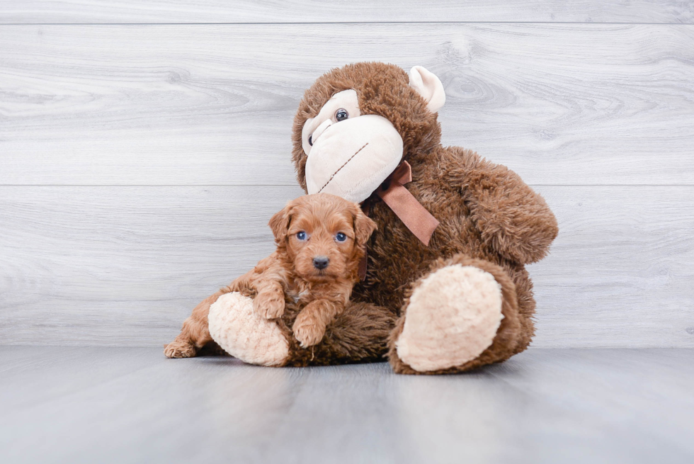 Best Cockapoo Baby