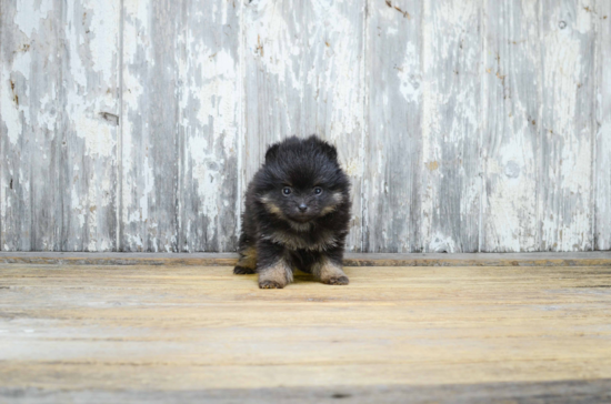 Adorable Pomeranian Purebred Puppy