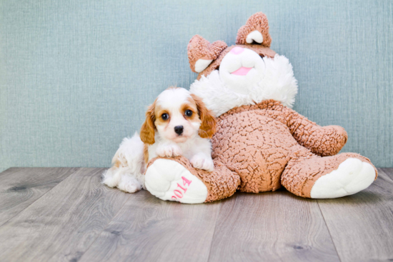 Cavalier King Charles Spaniel Puppy for Adoption