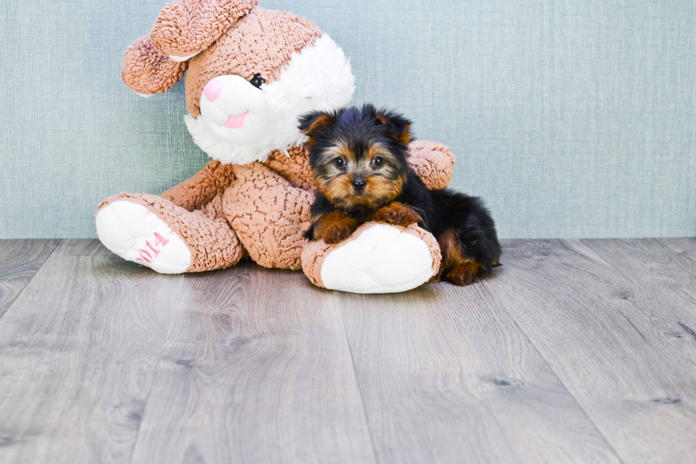 Meet Timmy - our Yorkshire Terrier Puppy Photo 