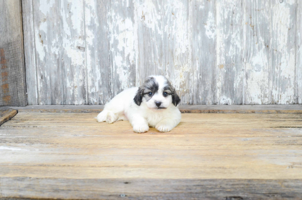 Teddy Bear Pup Being Cute