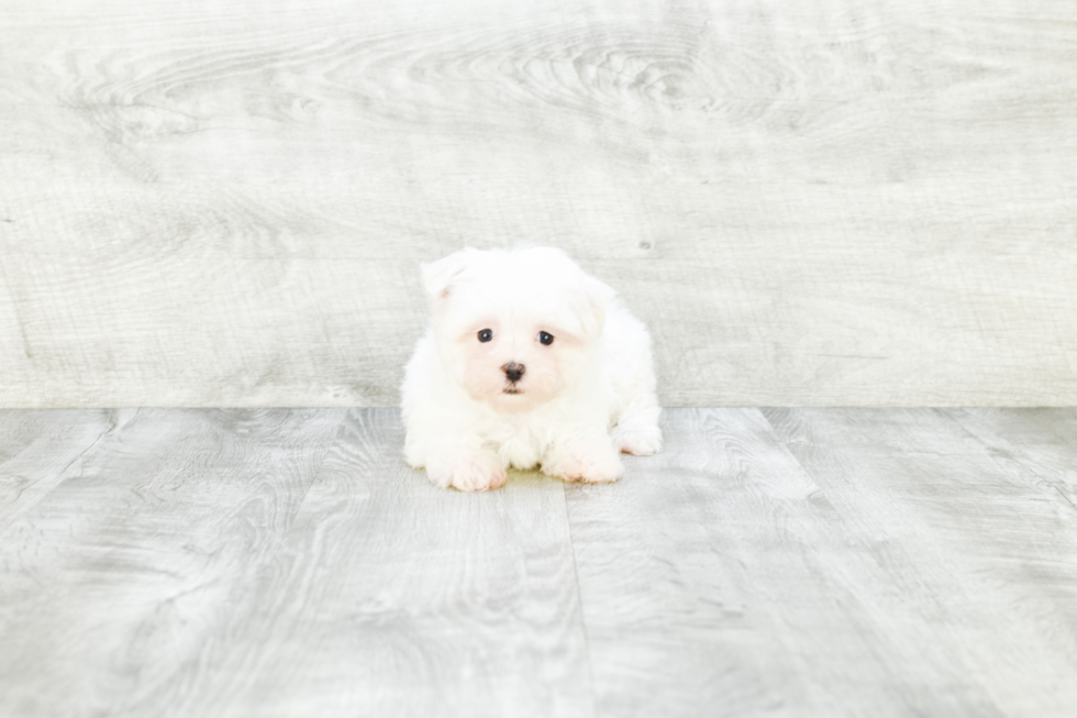 Hypoallergenic Maltese Baby