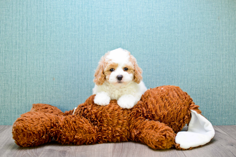 Popular Cavapoo Poodle Mix Pup