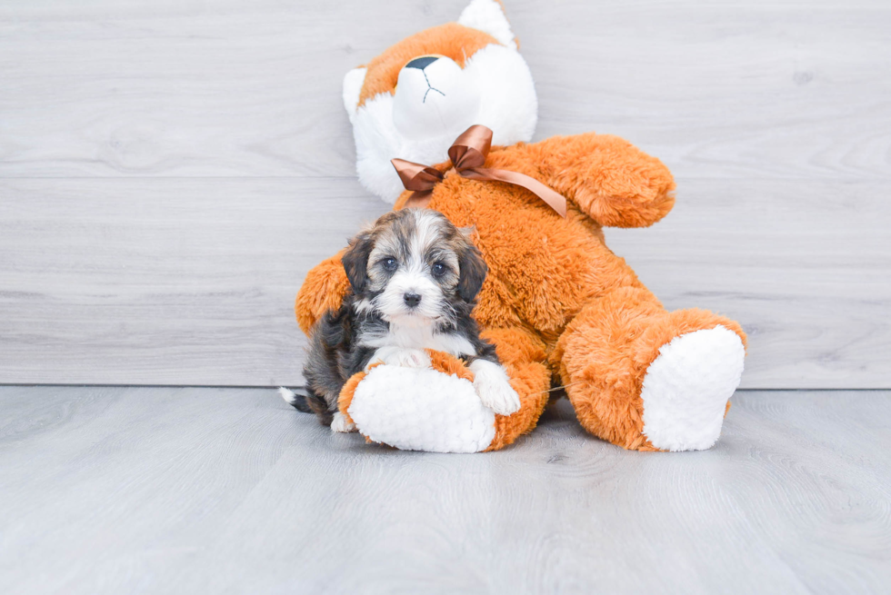 Adorable Mini Berniedoodle Poodle Mix Puppy