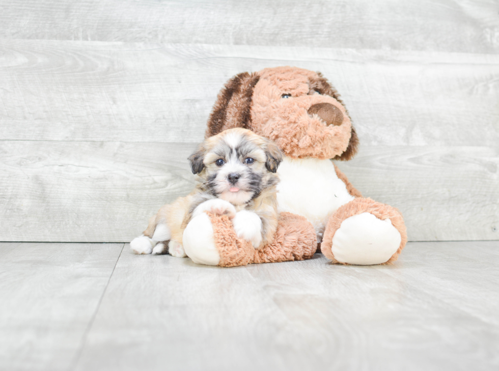 Havanese Pup Being Cute