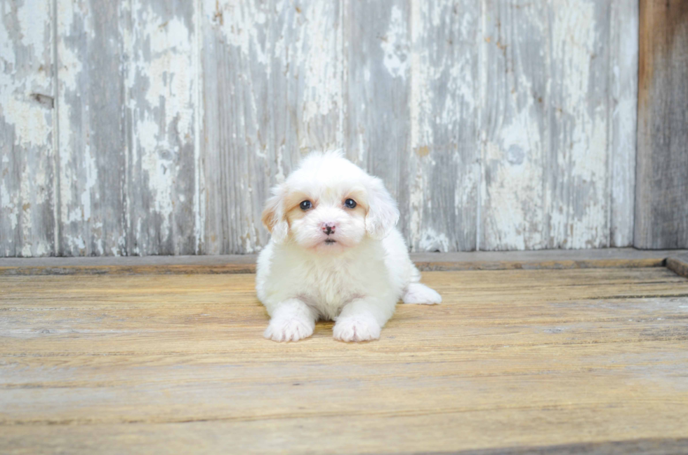 Petite Cavachon Designer Pup