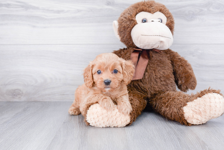 Happy Cavapoo Baby