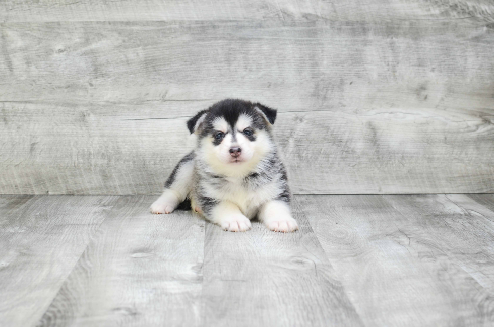 Funny Pomsky Designer Pup