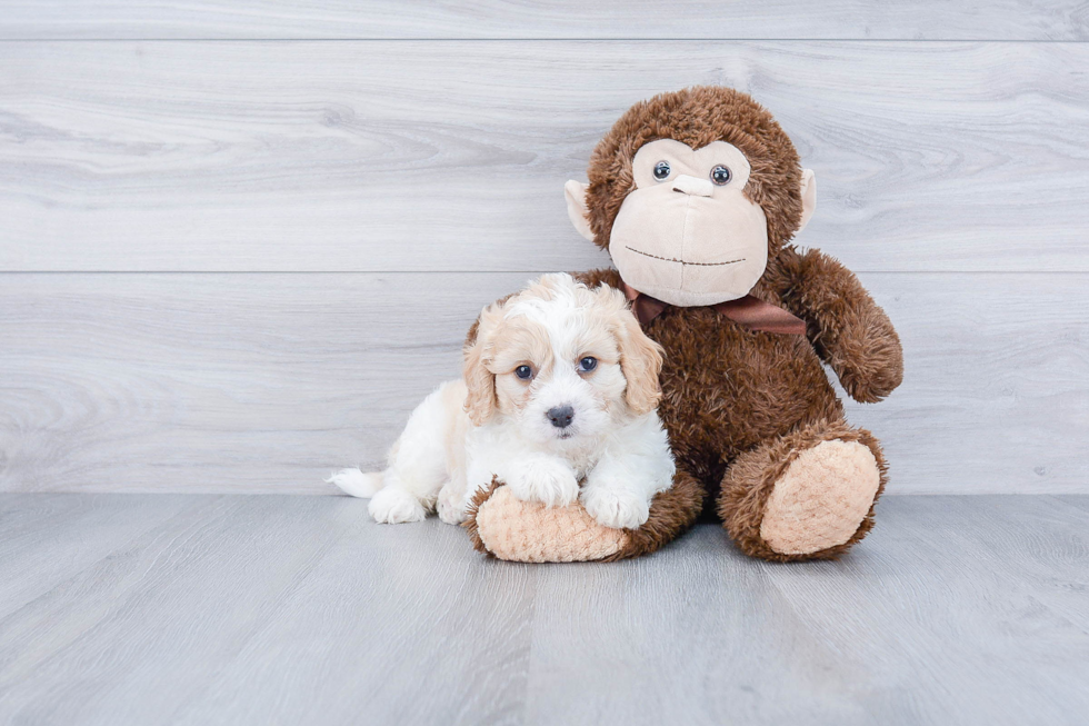 Smart Cavachon Designer Pup