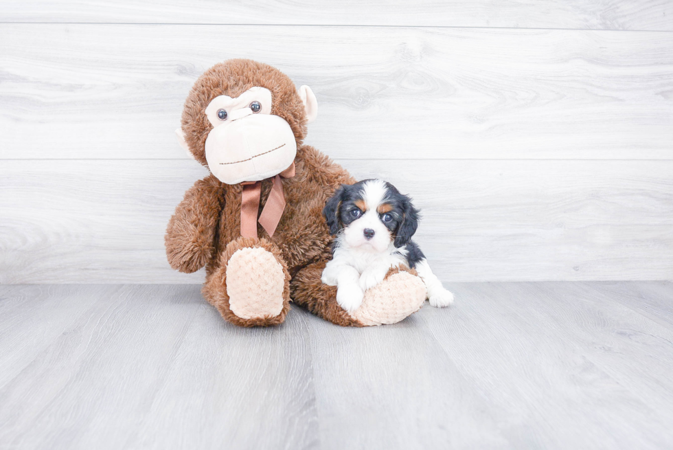 Cute Cavalier King Charles Spaniel Purebred Puppy