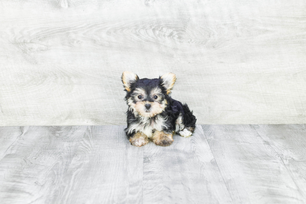 Morkie Puppy for Adoption