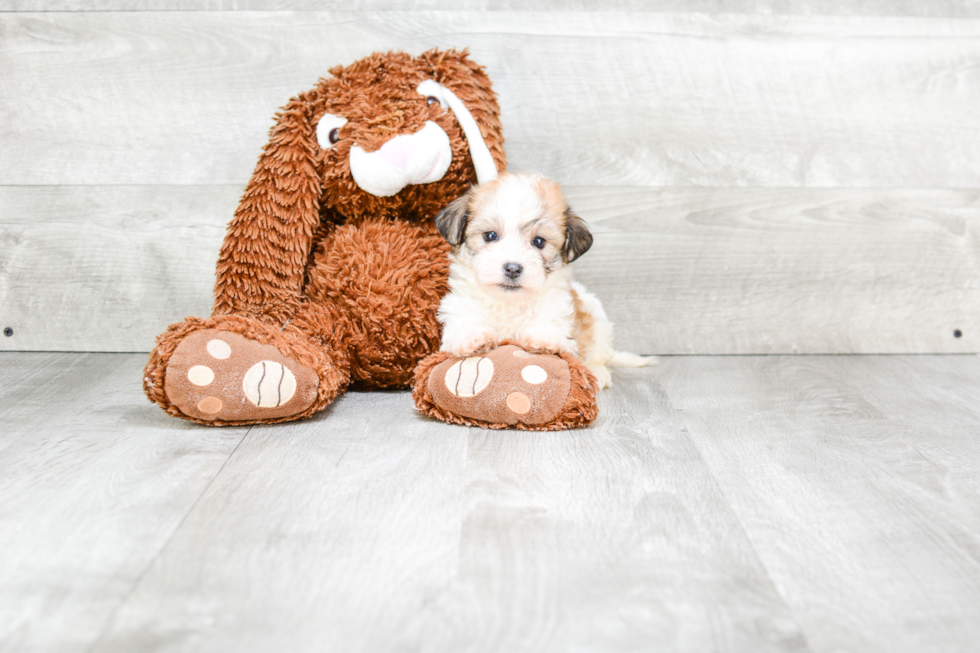 Havanese Pup Being Cute