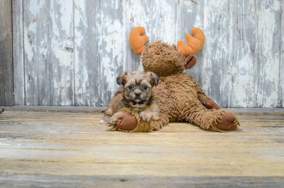 Shorkie Puppy for Adoption