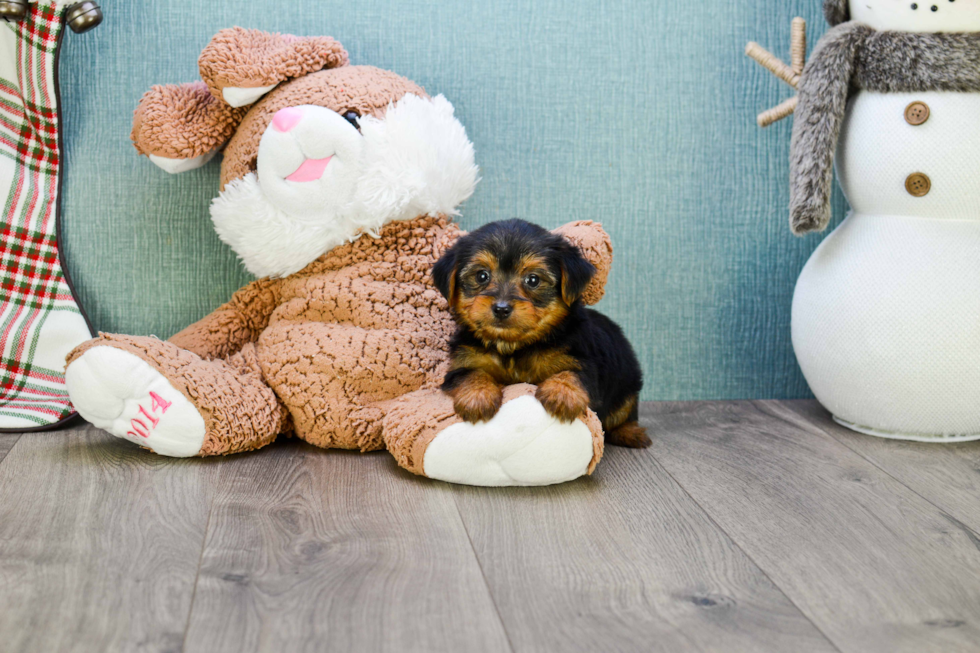 Meet Jeremy - our Yorkshire Terrier Puppy Photo 