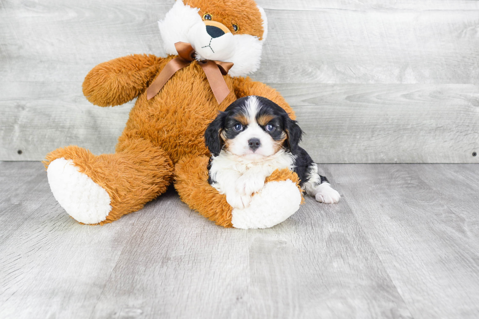 Akc Registered Cavalier King Charles Spaniel Purebred Pup