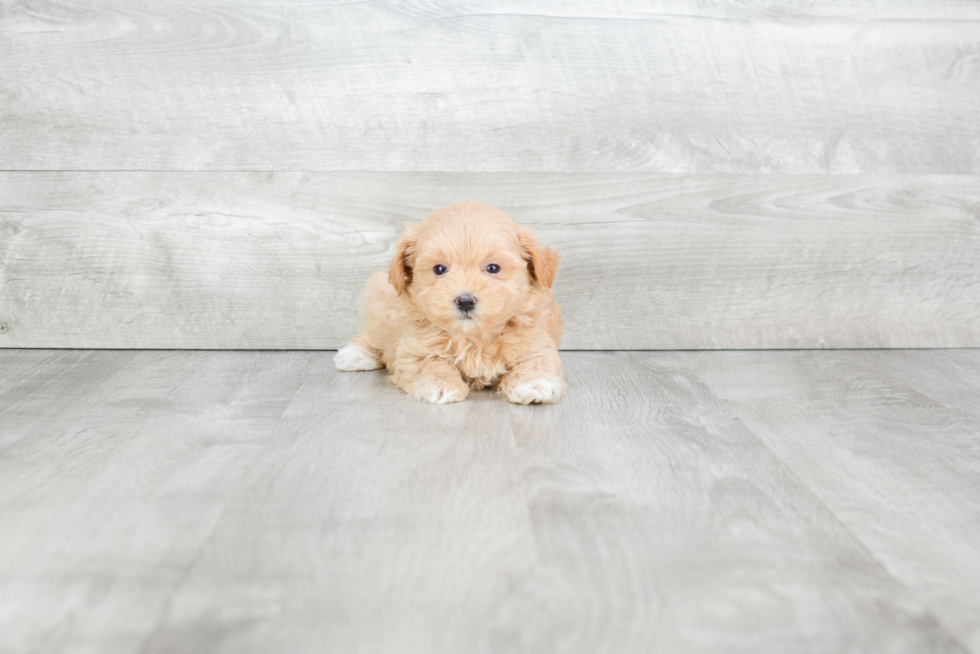 Best Maltipoo Baby